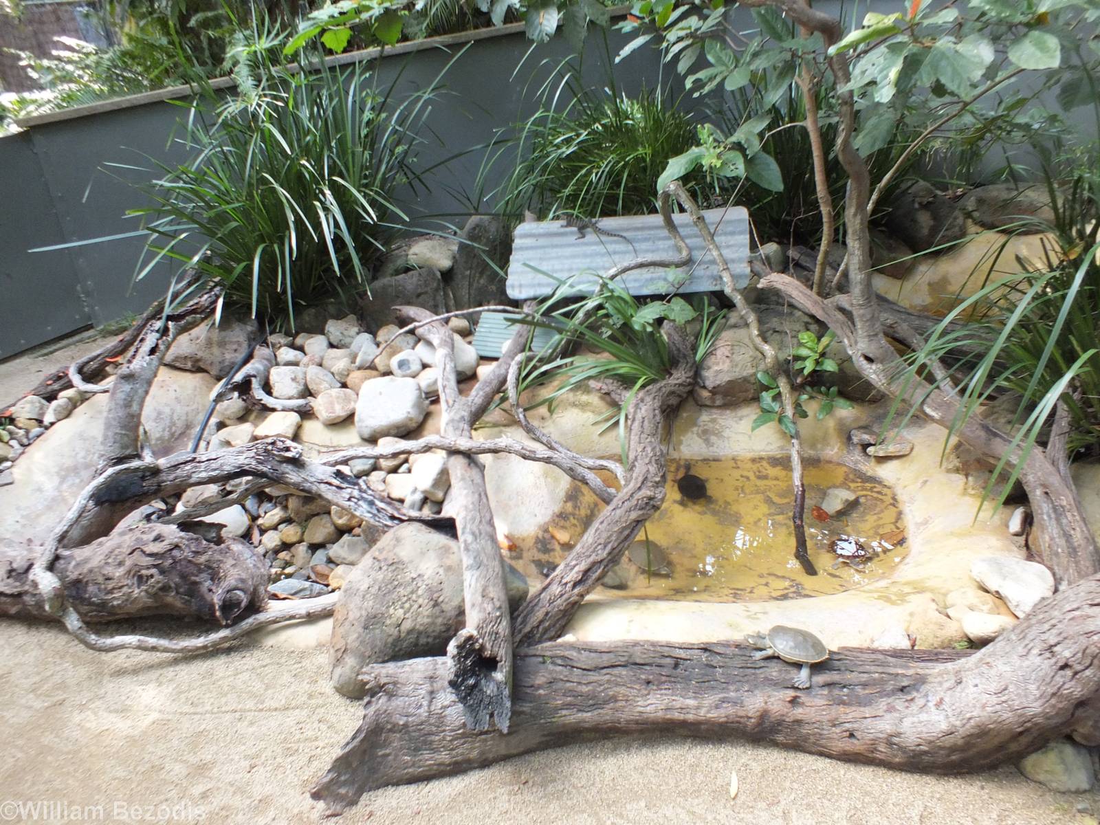 Three Species of Turtle and Water Dragon Enclosure