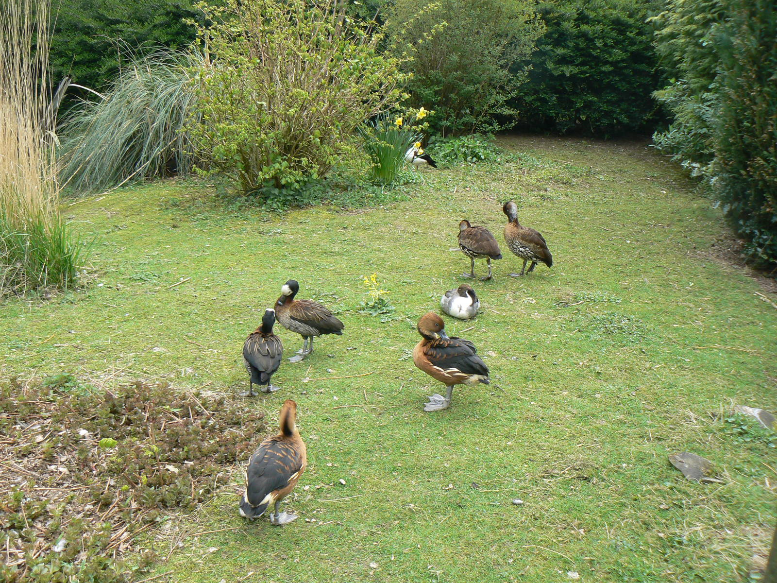 Three Species of Whistling Duck - 24 April 2016