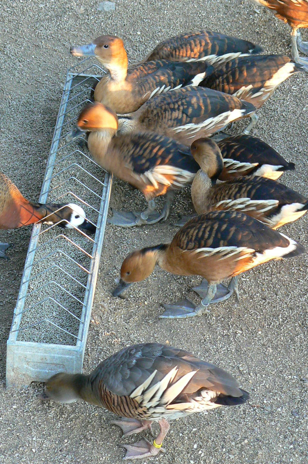 Three species of whistling duck on the photo