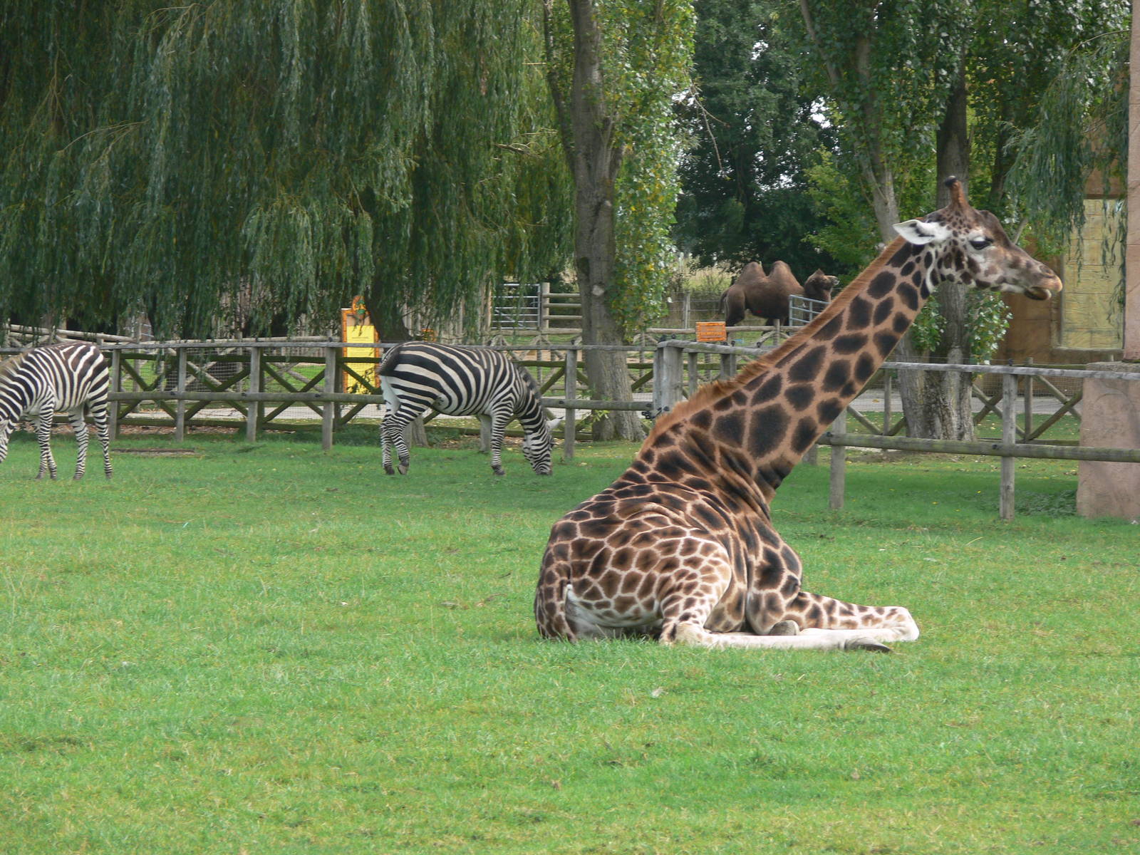 Three species, one photo at Flamingo Land, 21/09/13