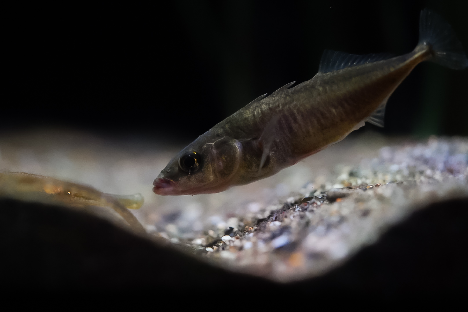 Three Spine Stickleback