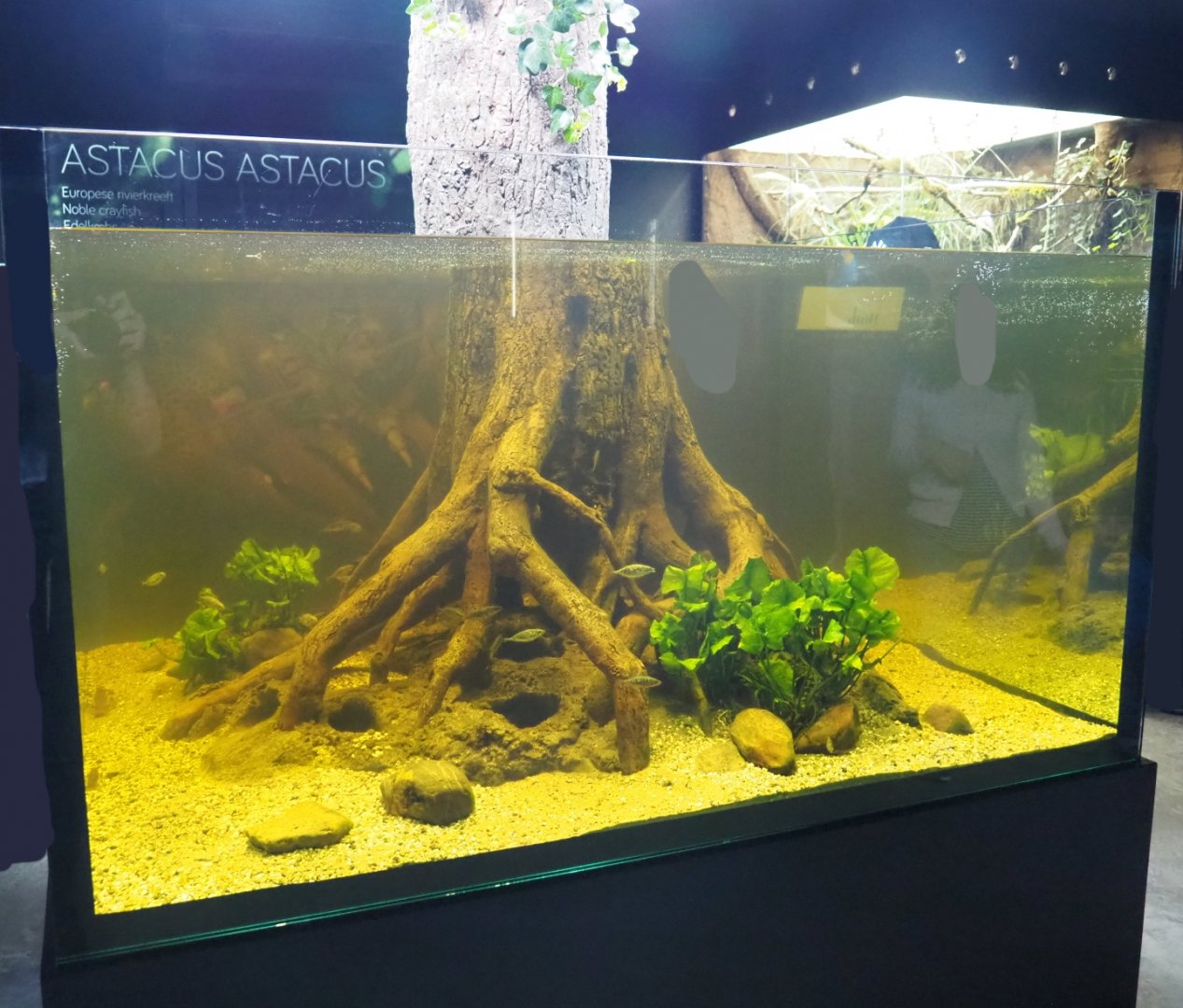 Three-spined stickleback aquarium, 2019-03-30