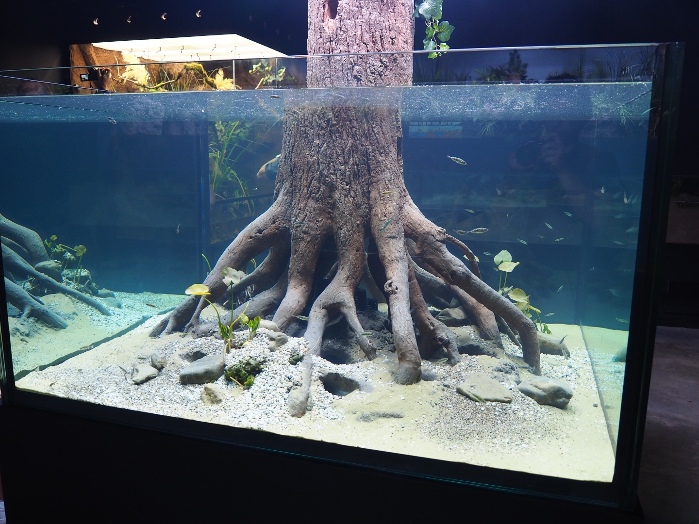 Three-spined stickleback aquarium (Oct 13th, 2018)