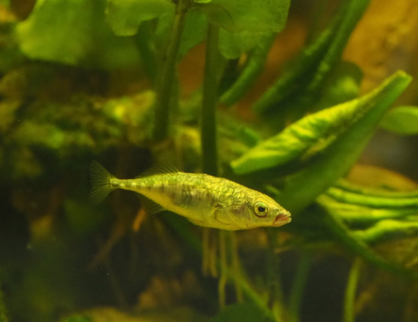 Three-spined stickleback (Gasterosteus aculeatus), 2019-03-30