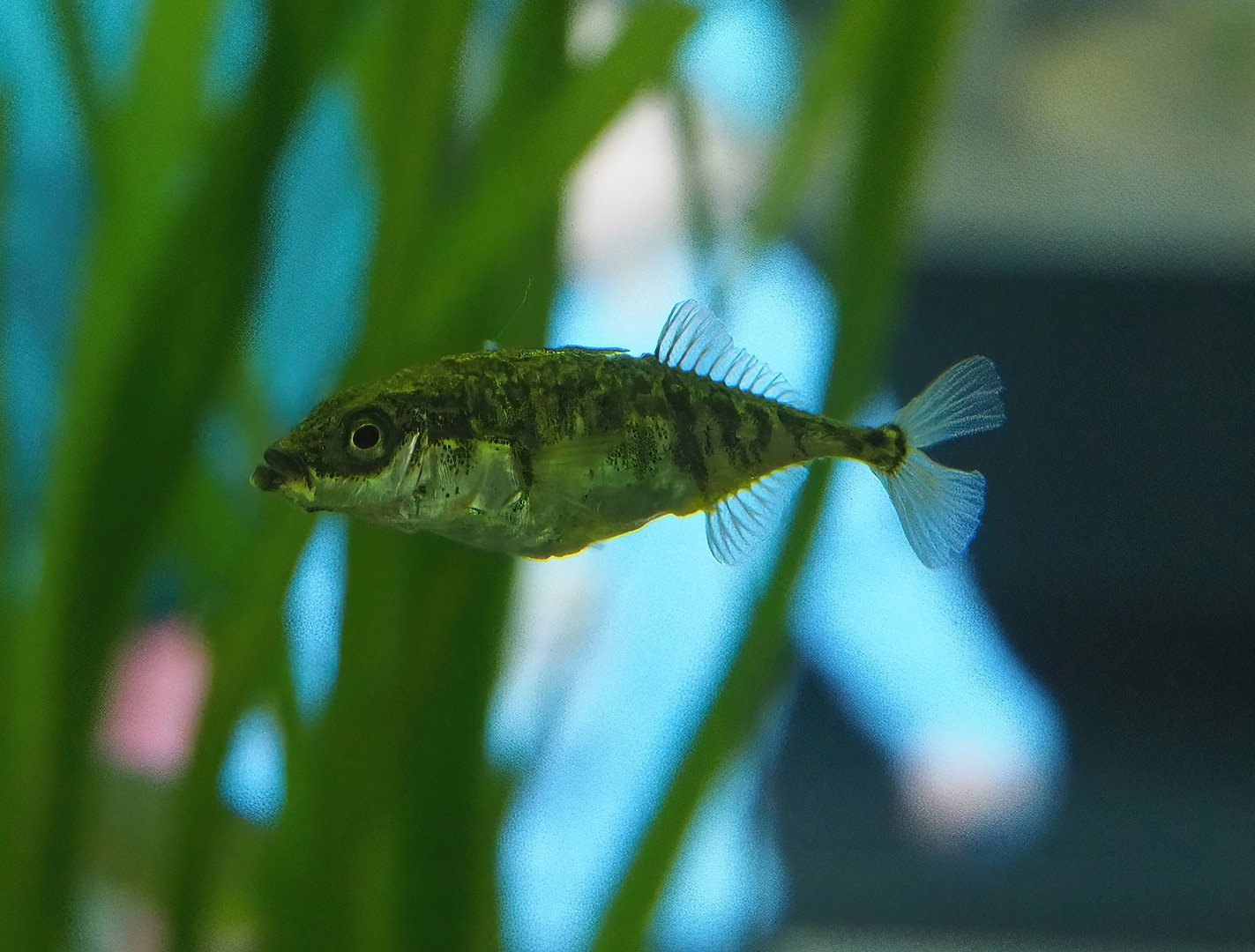 Three-spined stickleback (Gasterosteus aculeatus), 2022-08-20