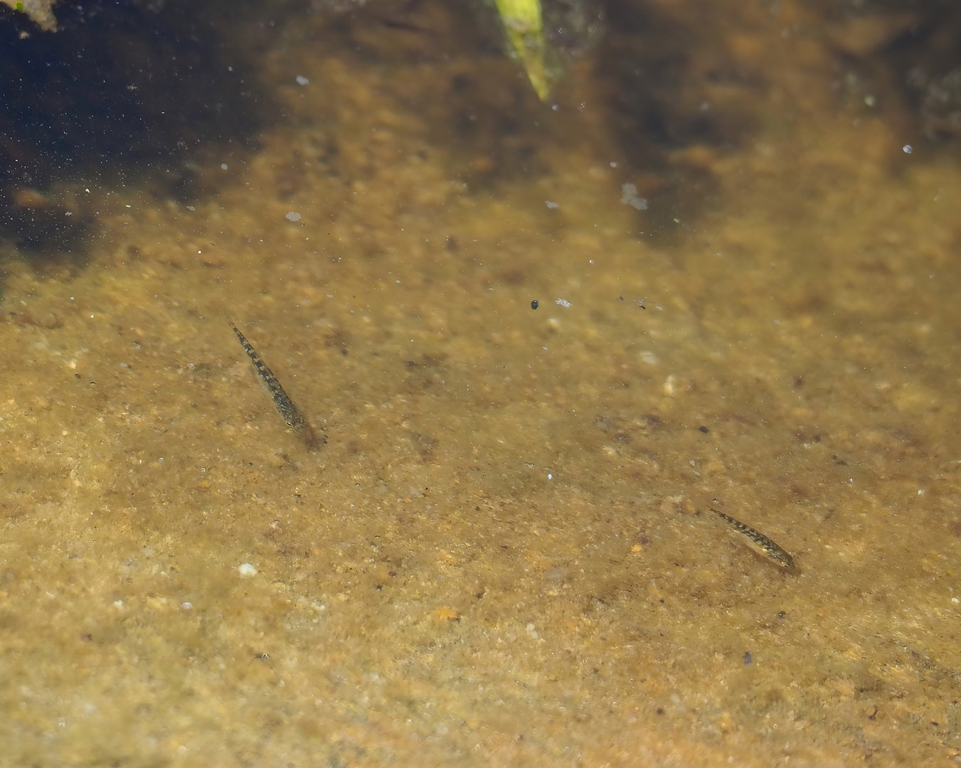 Three-spined stickleback (Gasterosteus aculeatus), 2023-05-31