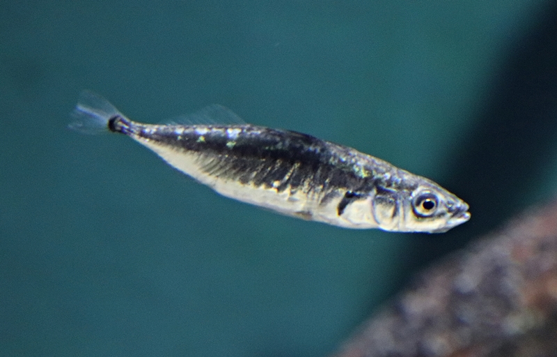 Three-spined stickleback (Gasterosteus aculeatus) - Baltic Sea Science Center