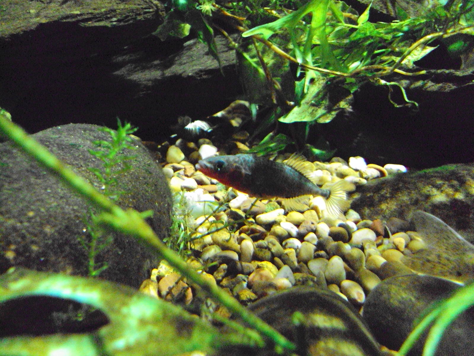 Three-spined Stickleback (Gasterosteus aculeatus)