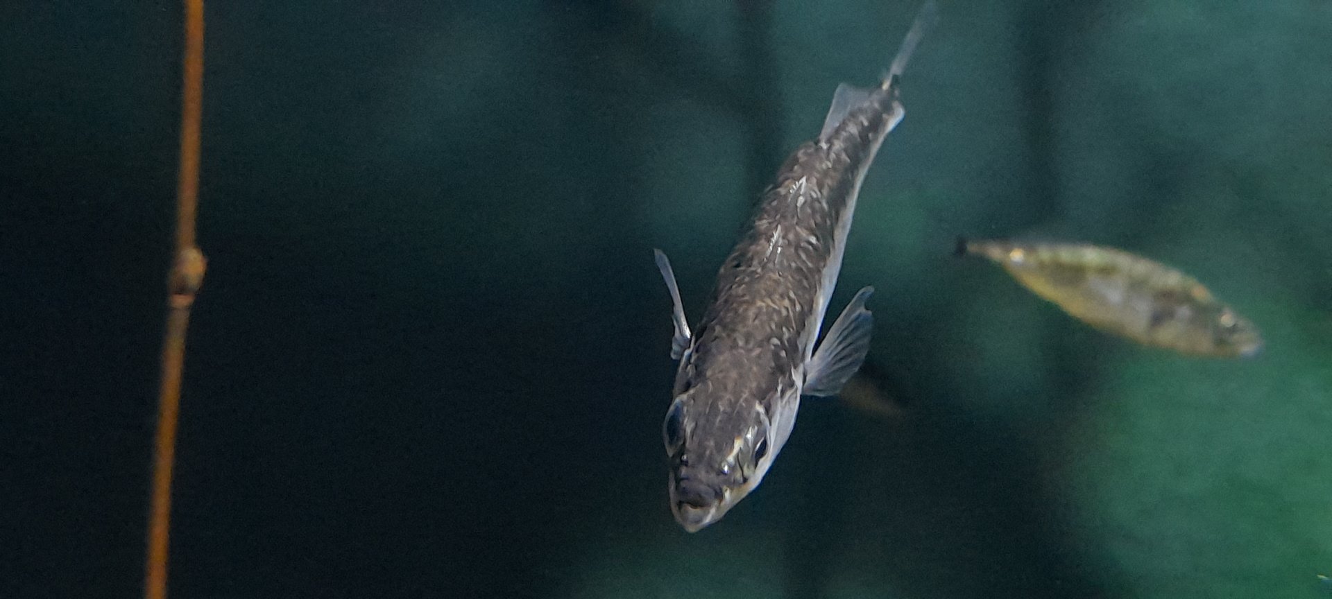 Three-spined stickleback (Gasterosteus aculeatus)