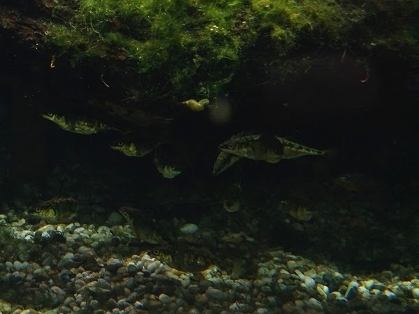 Three-spined stickleback (Gasterosteus aculeatus)