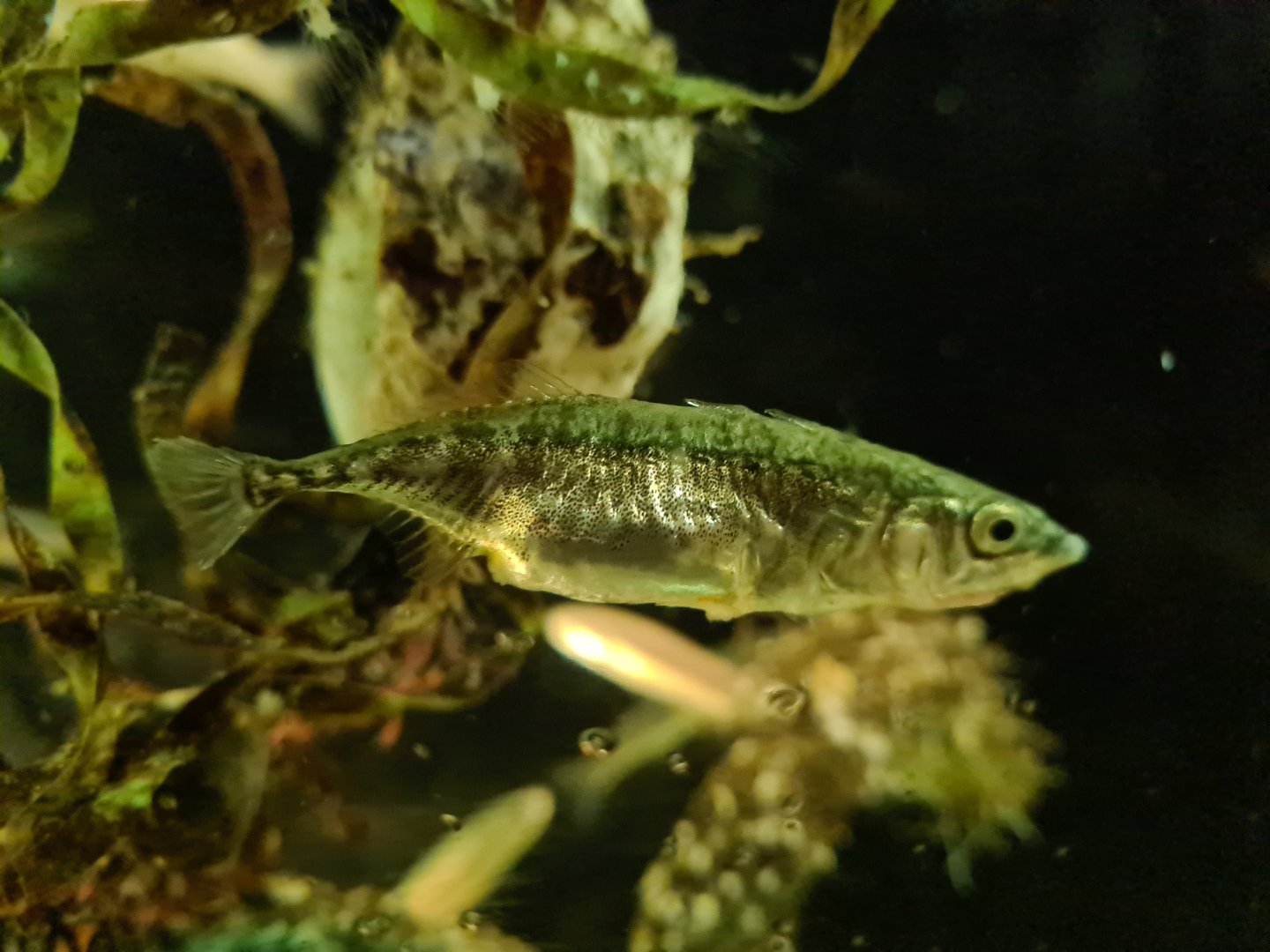 Three-spined stickleback in former jellyfish tank