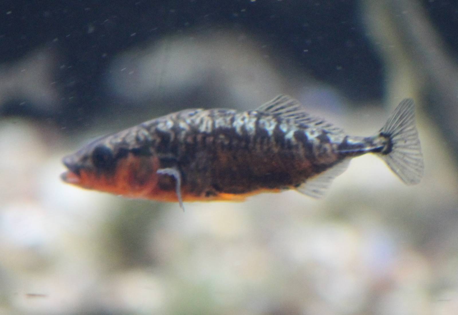 Three-spined stickleback