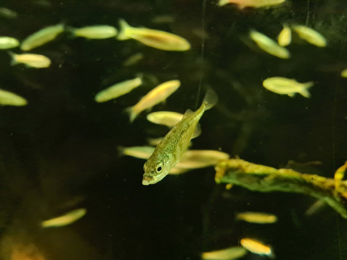 Three-spined stickleback