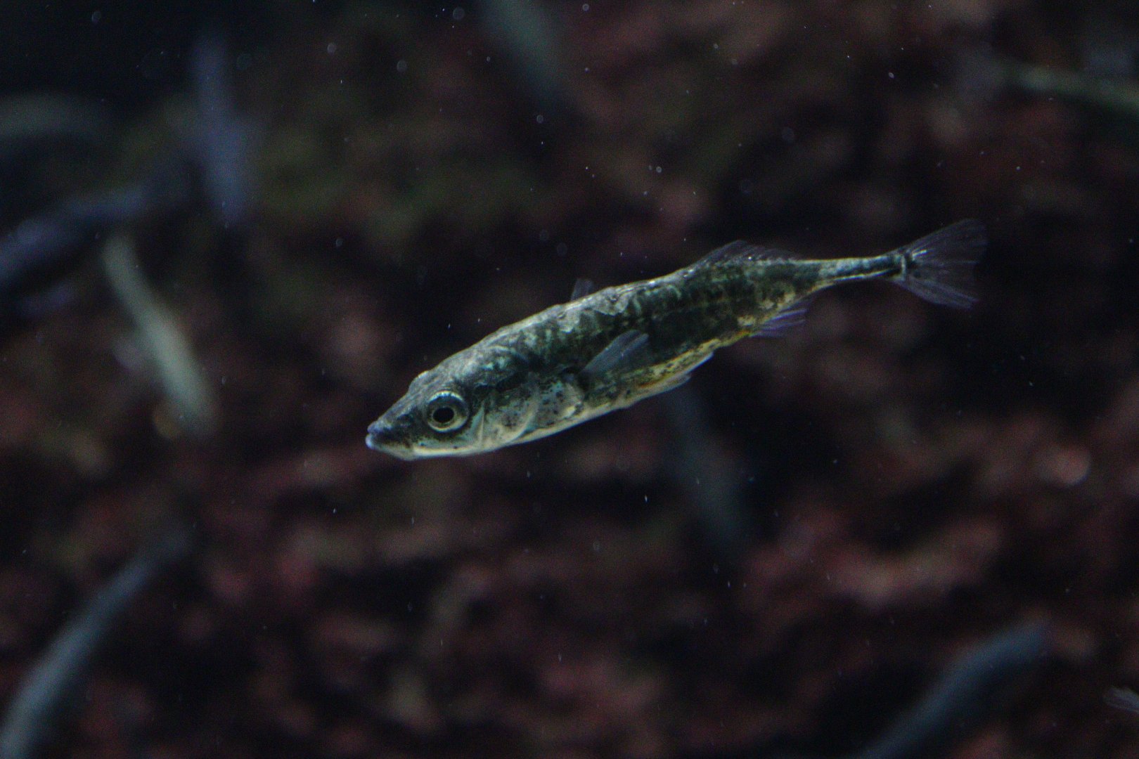 Three-spined Stickleback