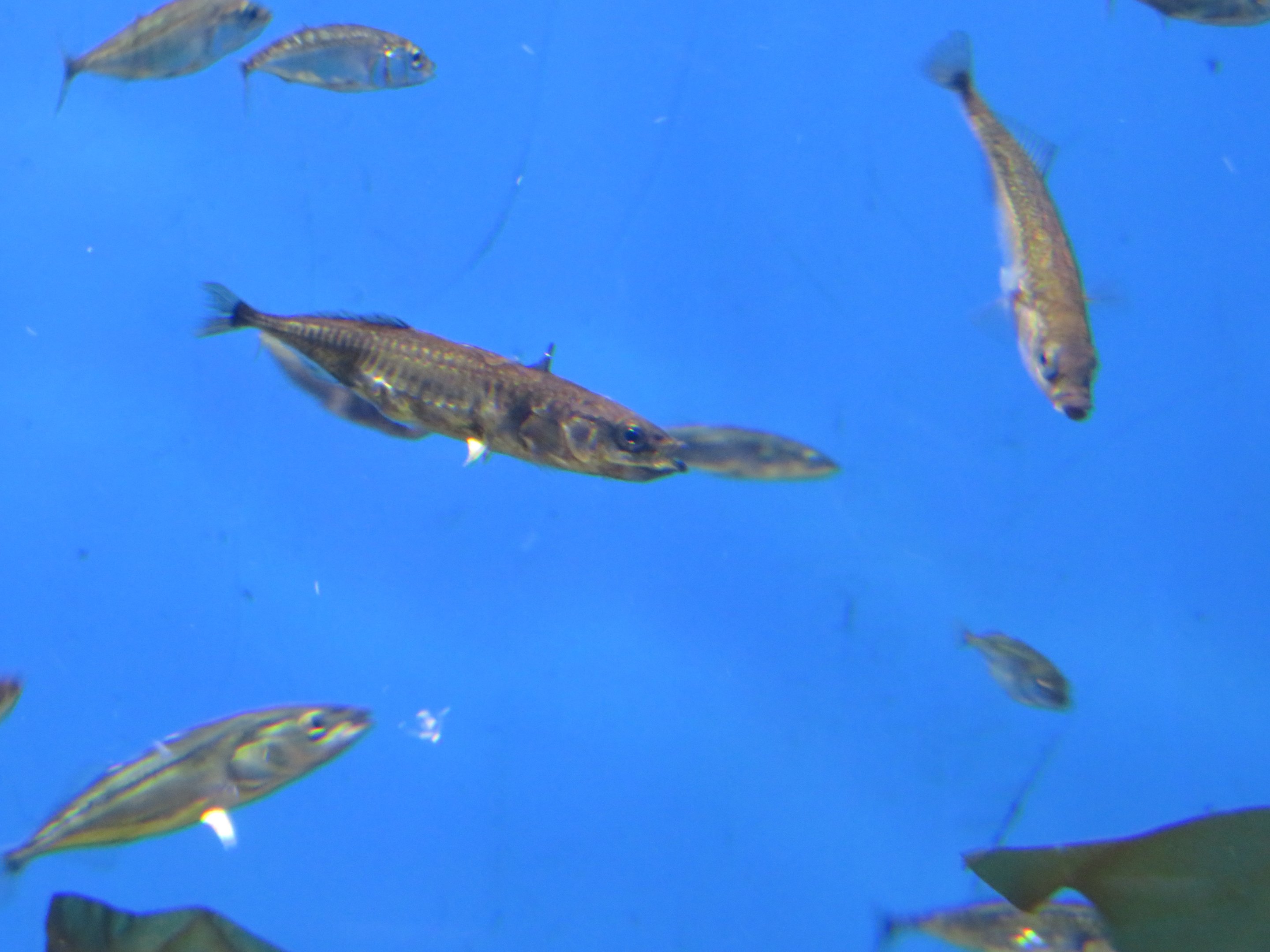 Three-spined Stickleback