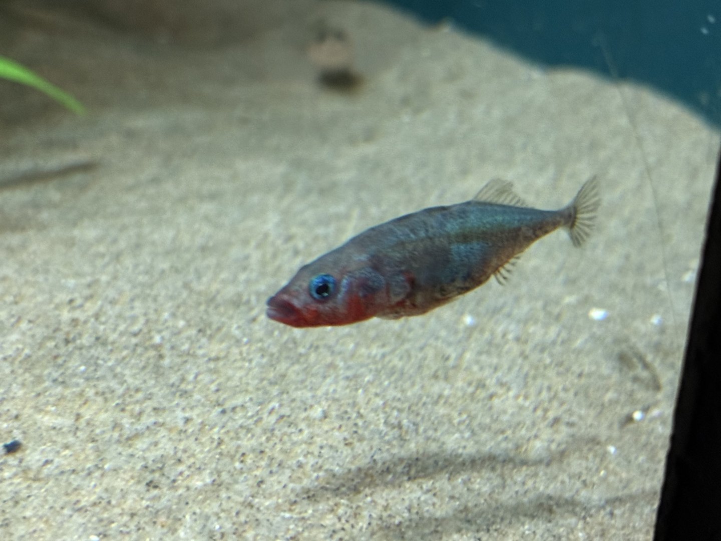 Three-spined stickleback