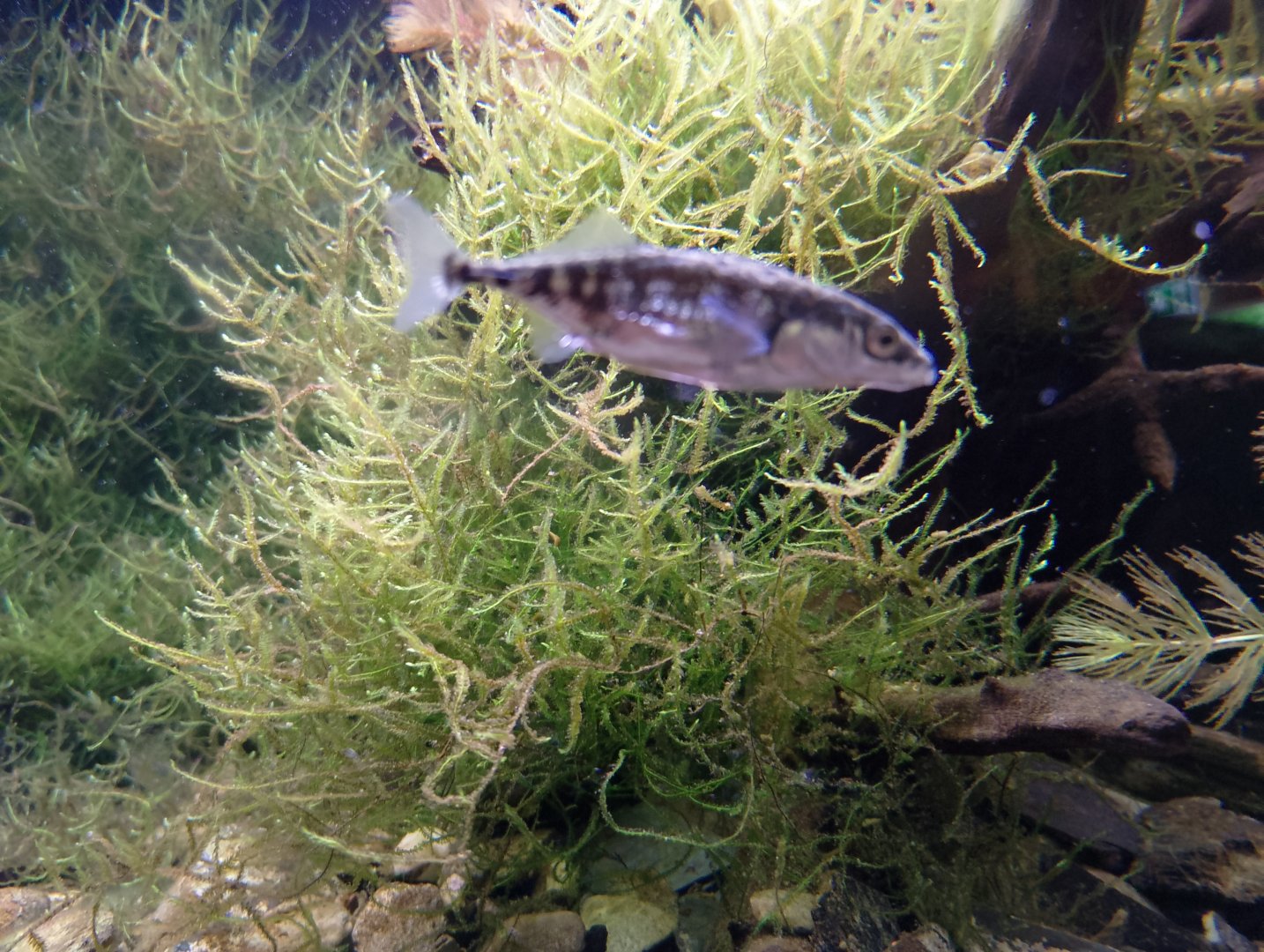 Three-spined stickleback