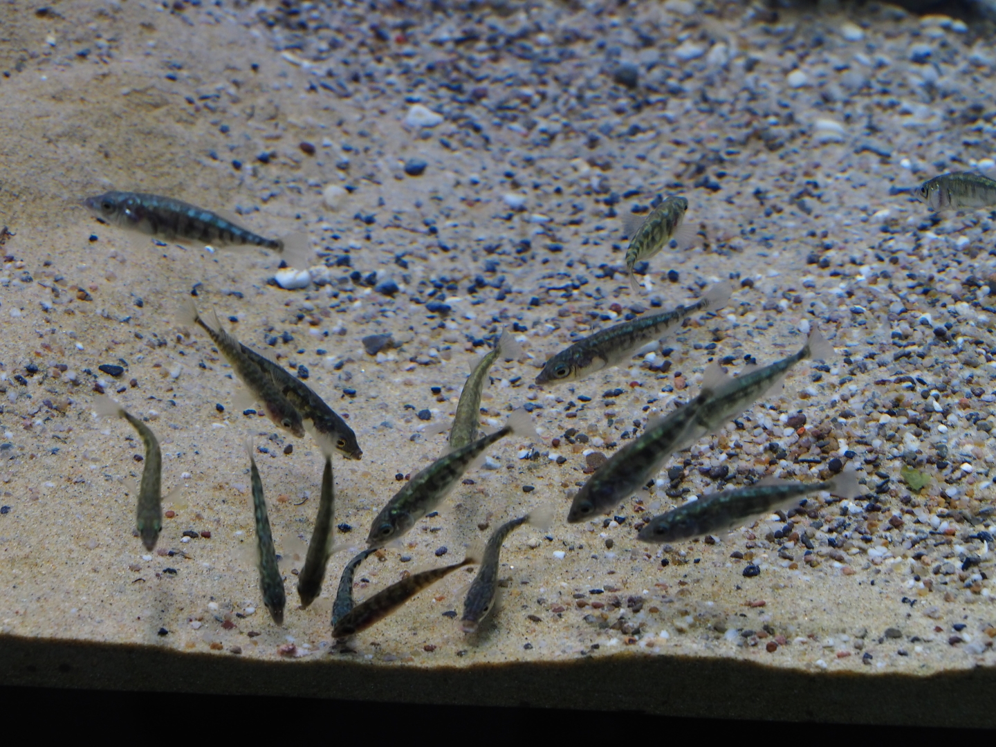 Three-spined sticklebacks (Gasterosteus aculeatus), Oct 13th, 2018