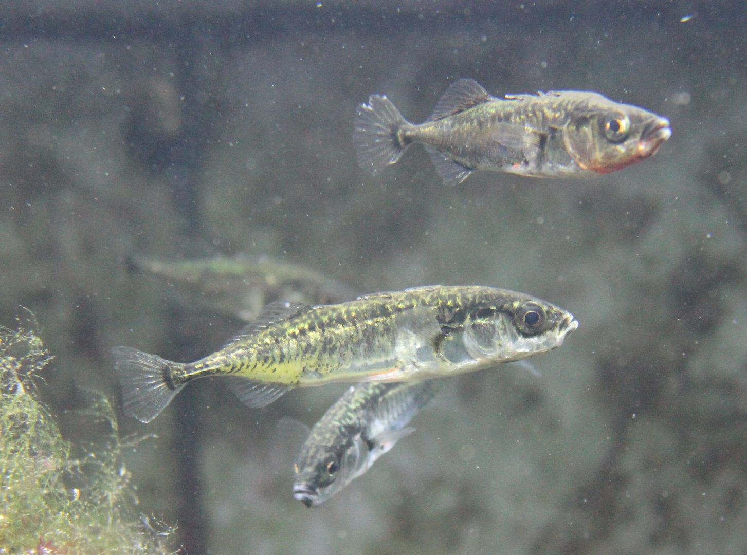 Three-spined sticklebacks