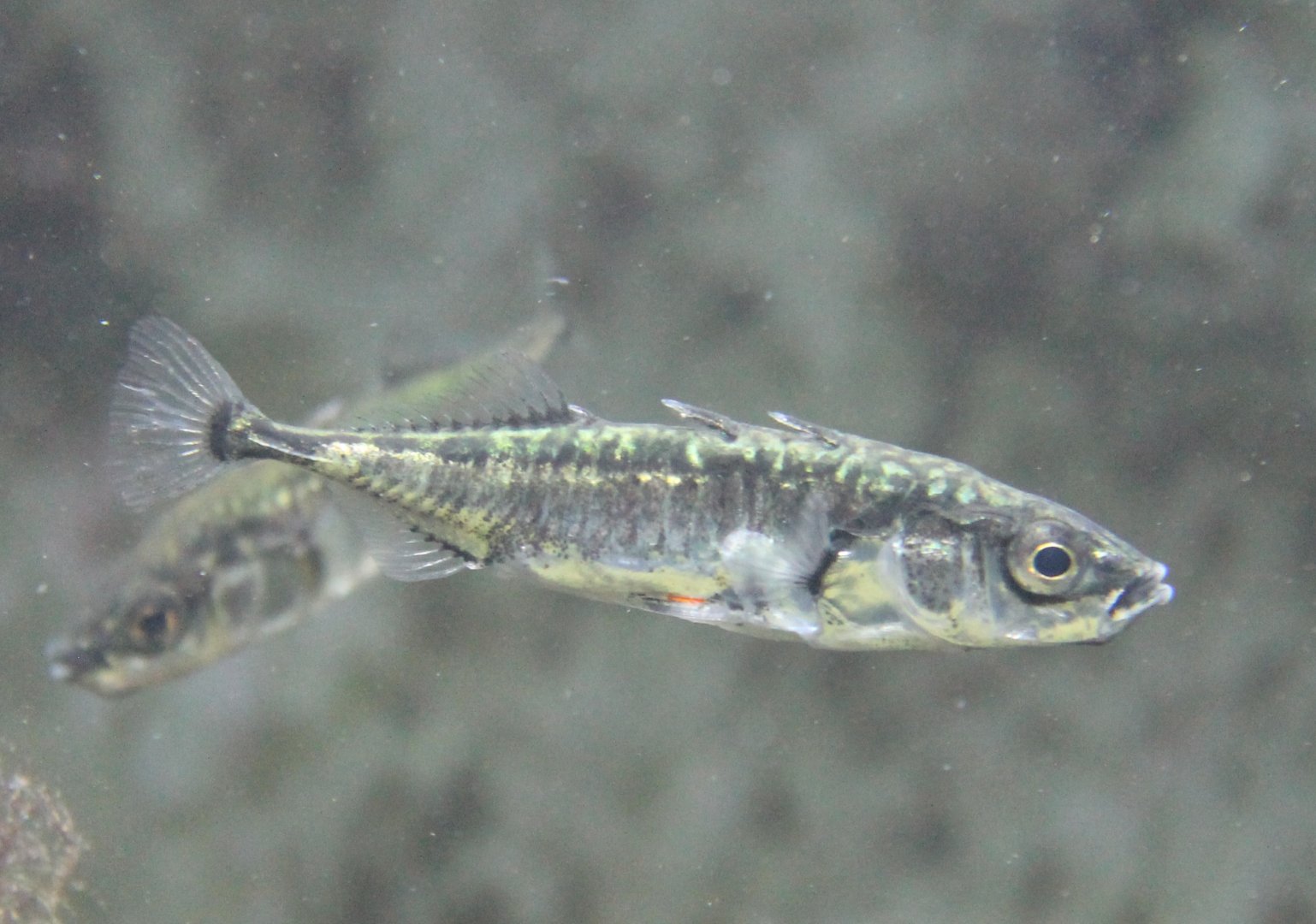 Three-spined sticklebacks