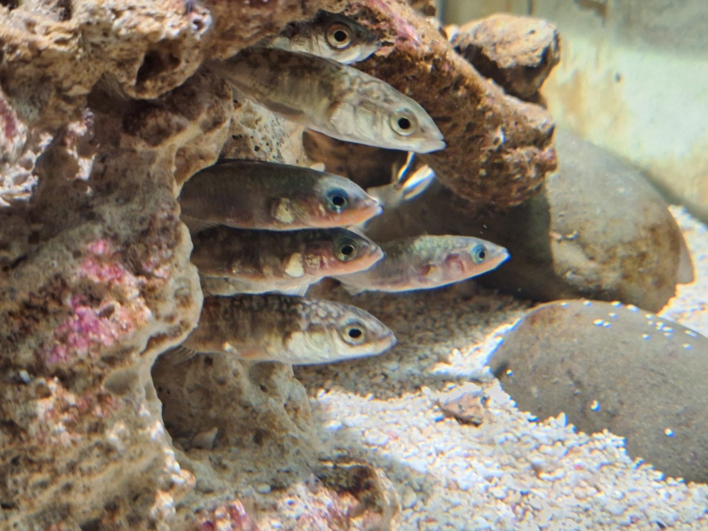 Three-spined Sticklebacks