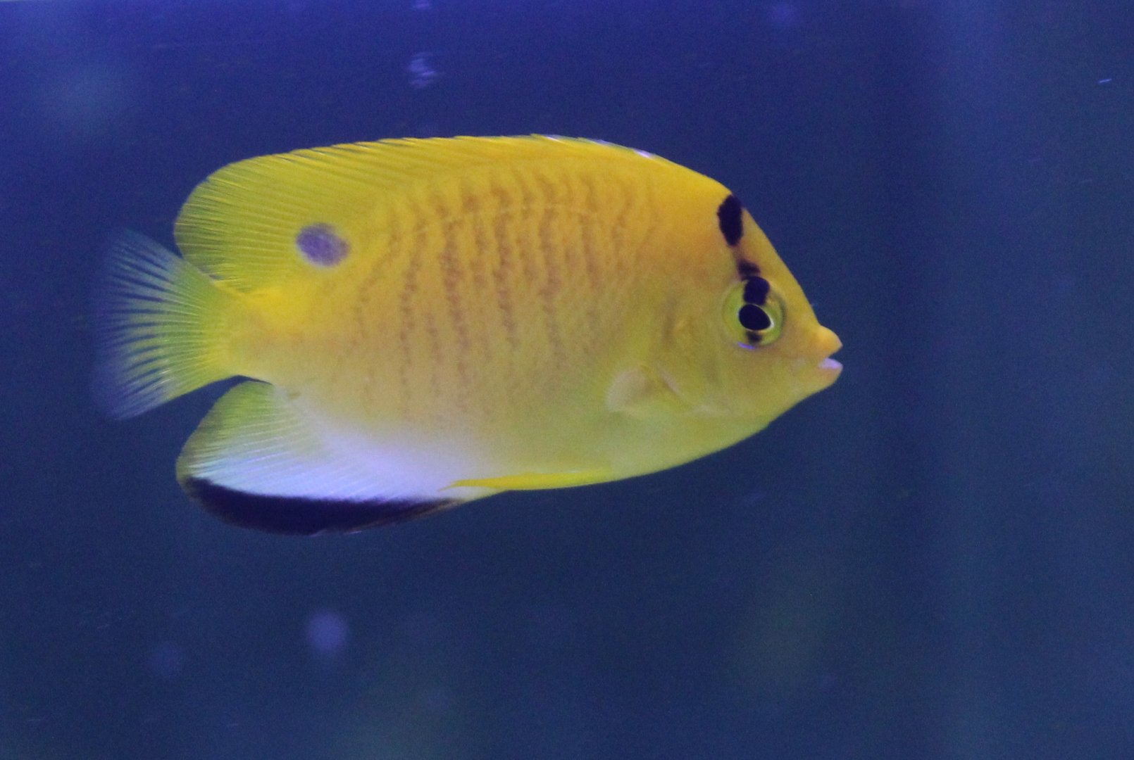 Three-spot angelfish - Apolemichthys trimaculatus