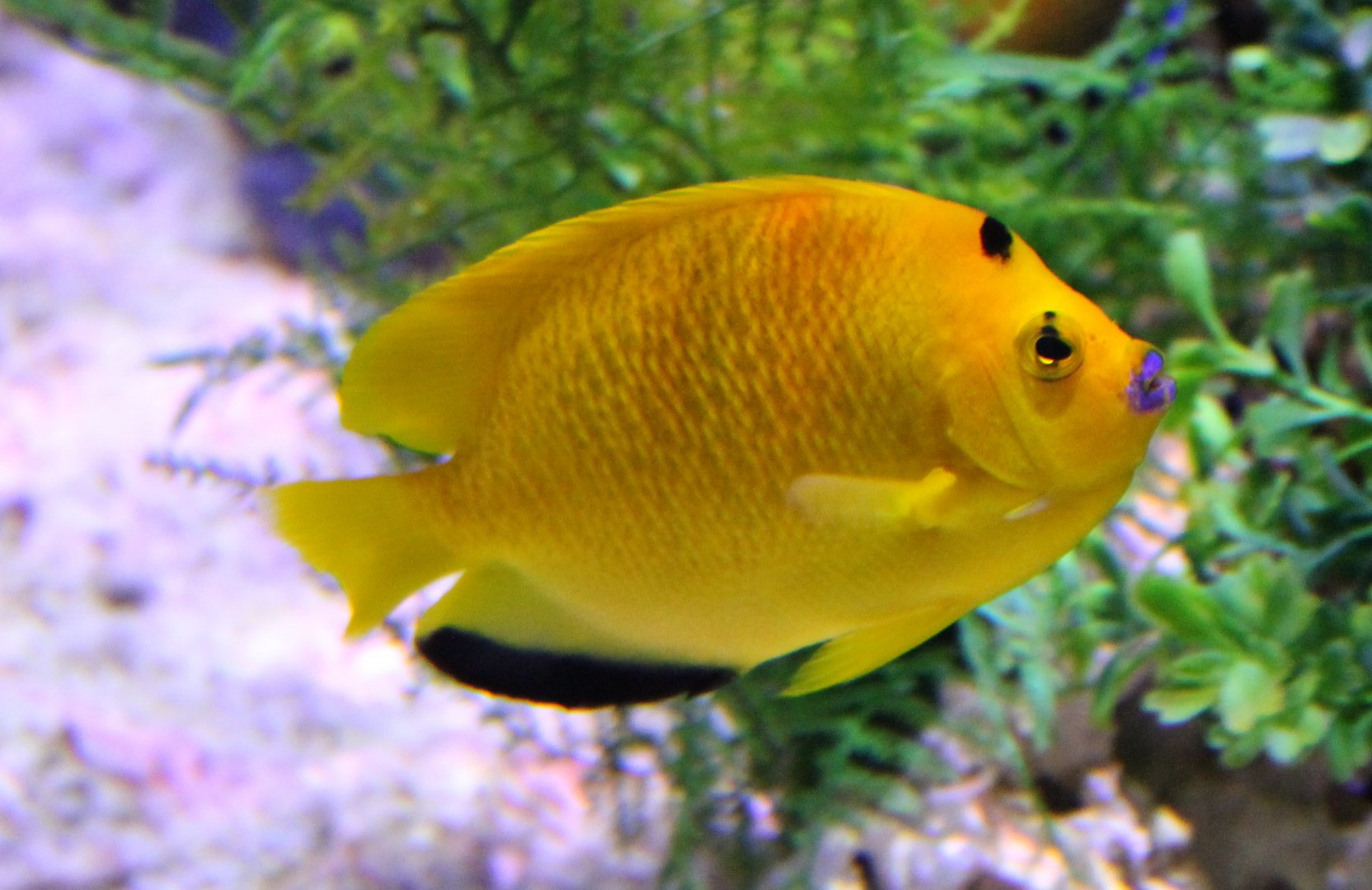 Three-spot angelfish - Apolemichthys trimaculatus