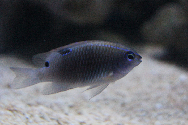 Three-spot damsel (Pomacentrus tripunctatus)
