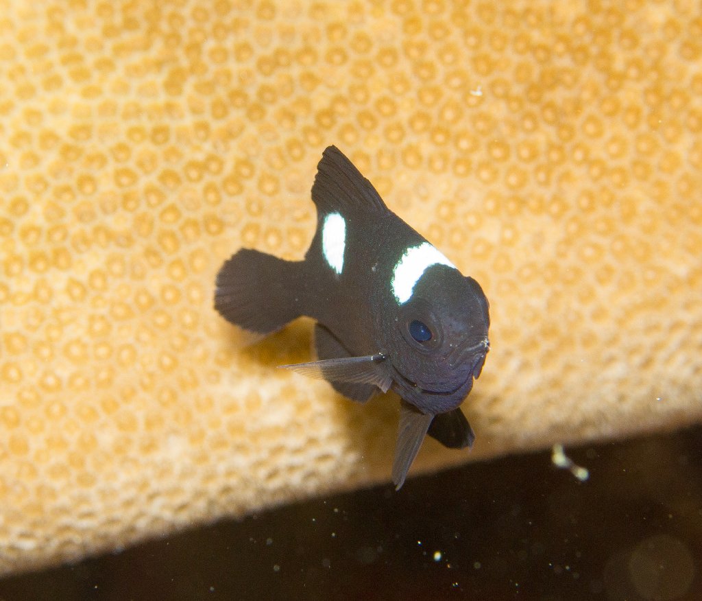 Three Spot Dascyllus