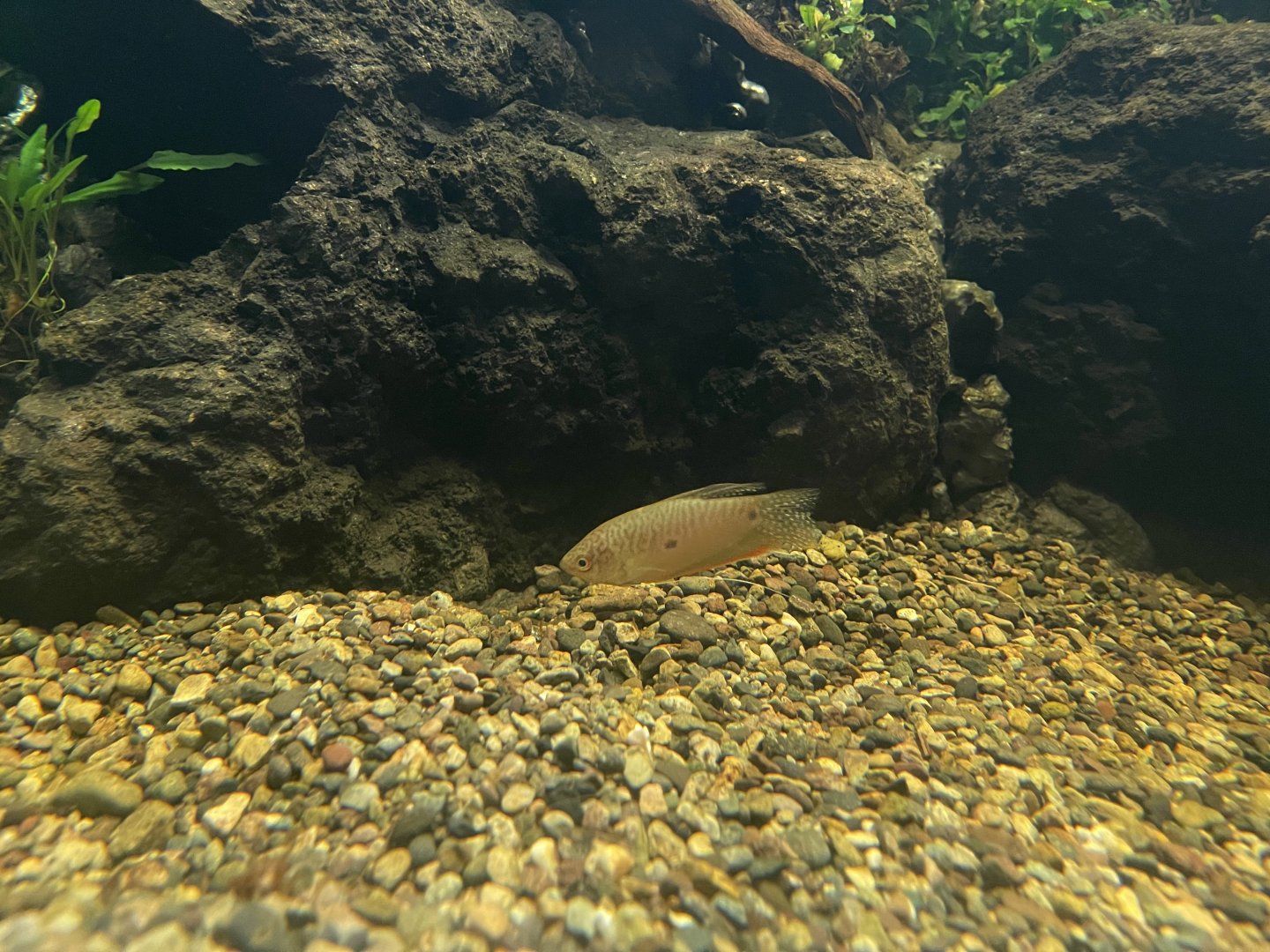 three spot gourami (trichopodus trichopterus) - museum komodo