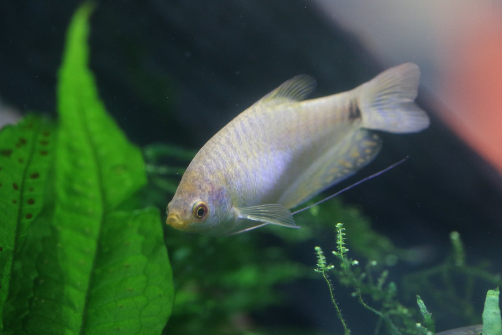 Three spot gourami (Trichopodus trichopterus)