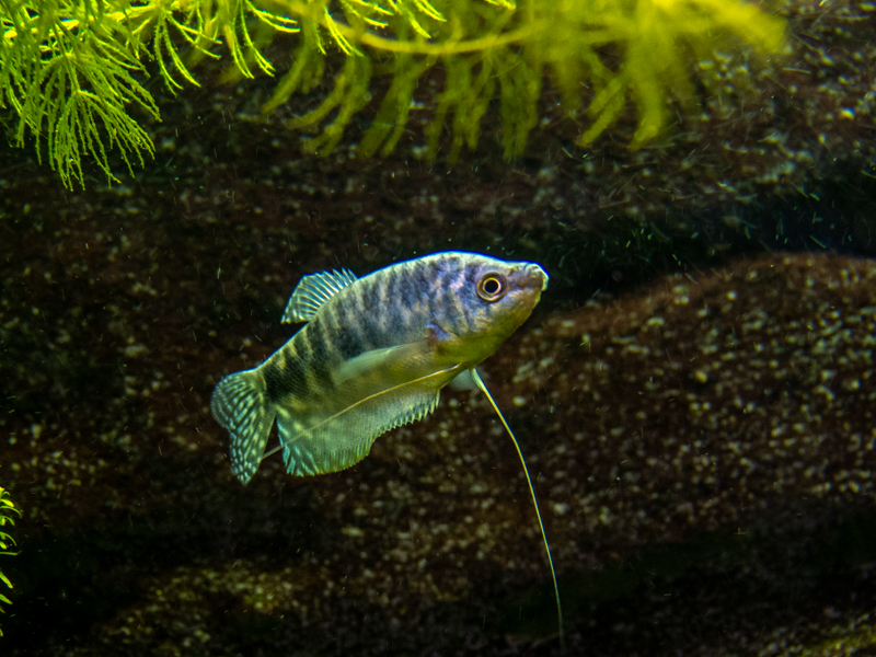 three spot gourami (Trichopodus trichopterus)