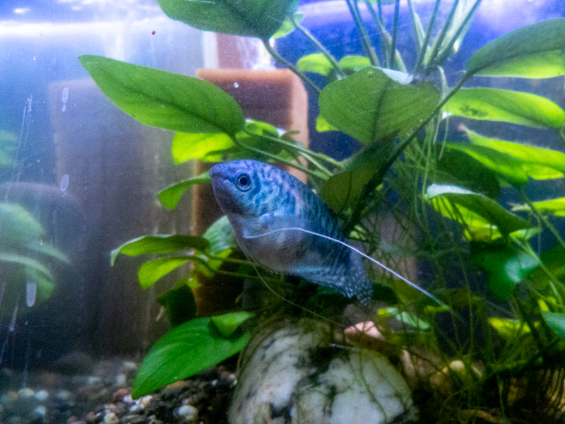 Three spot gourami (Trichopodus trichopterus)