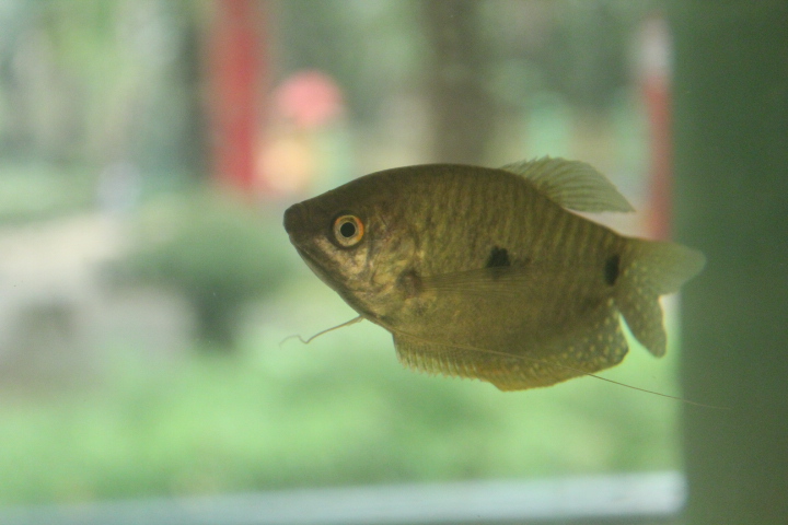 Three spot gourami (Trichopodus trichopterus)