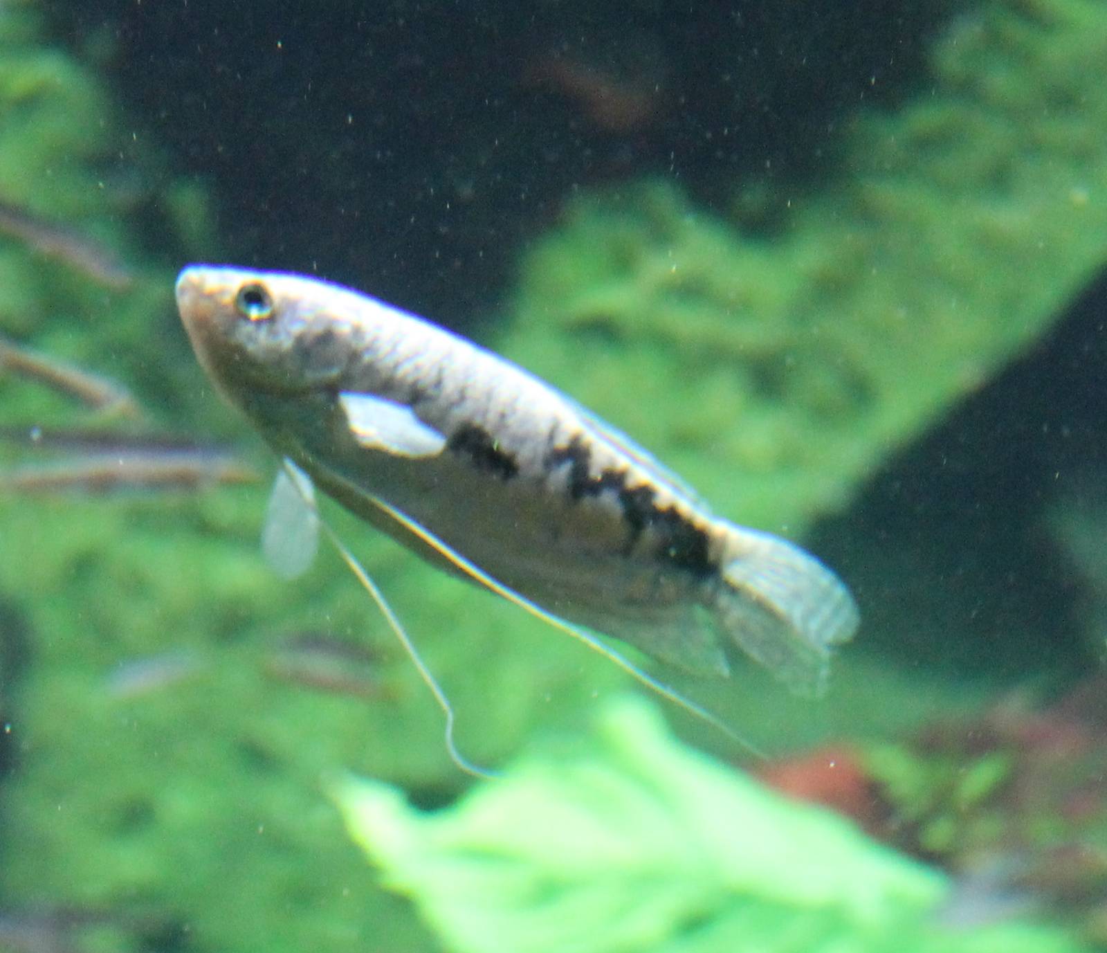 Three-spot gourami