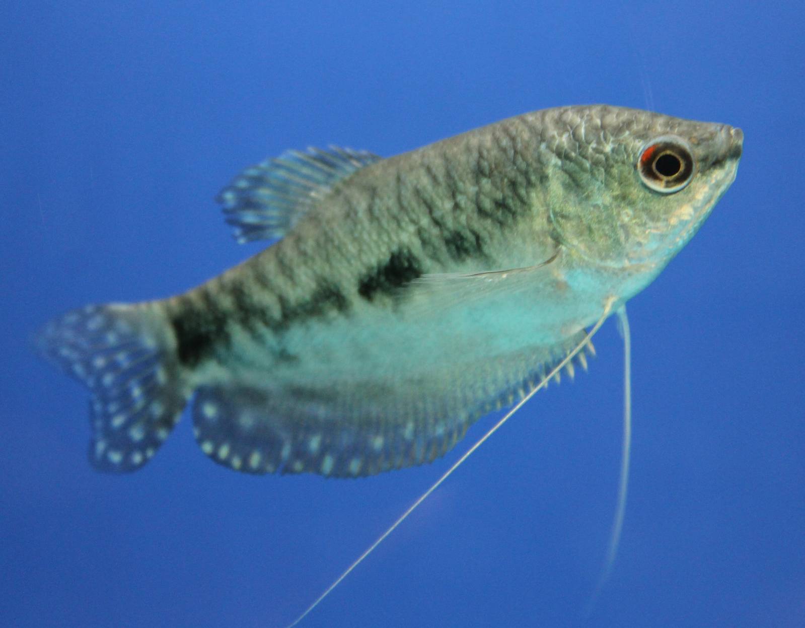 Three-spot gourami