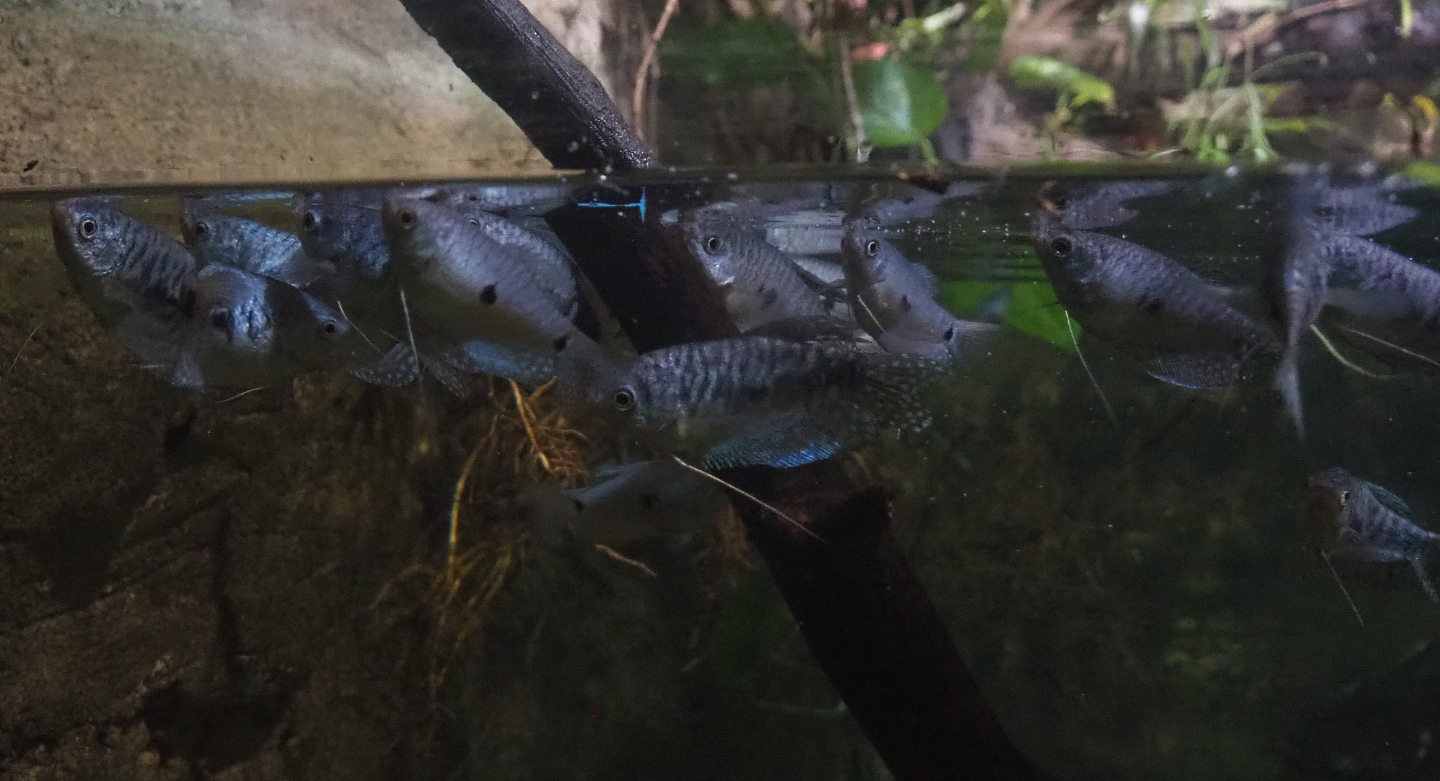 Three-spot gouramis (Trichopodus trichopterus), 2022-09-14