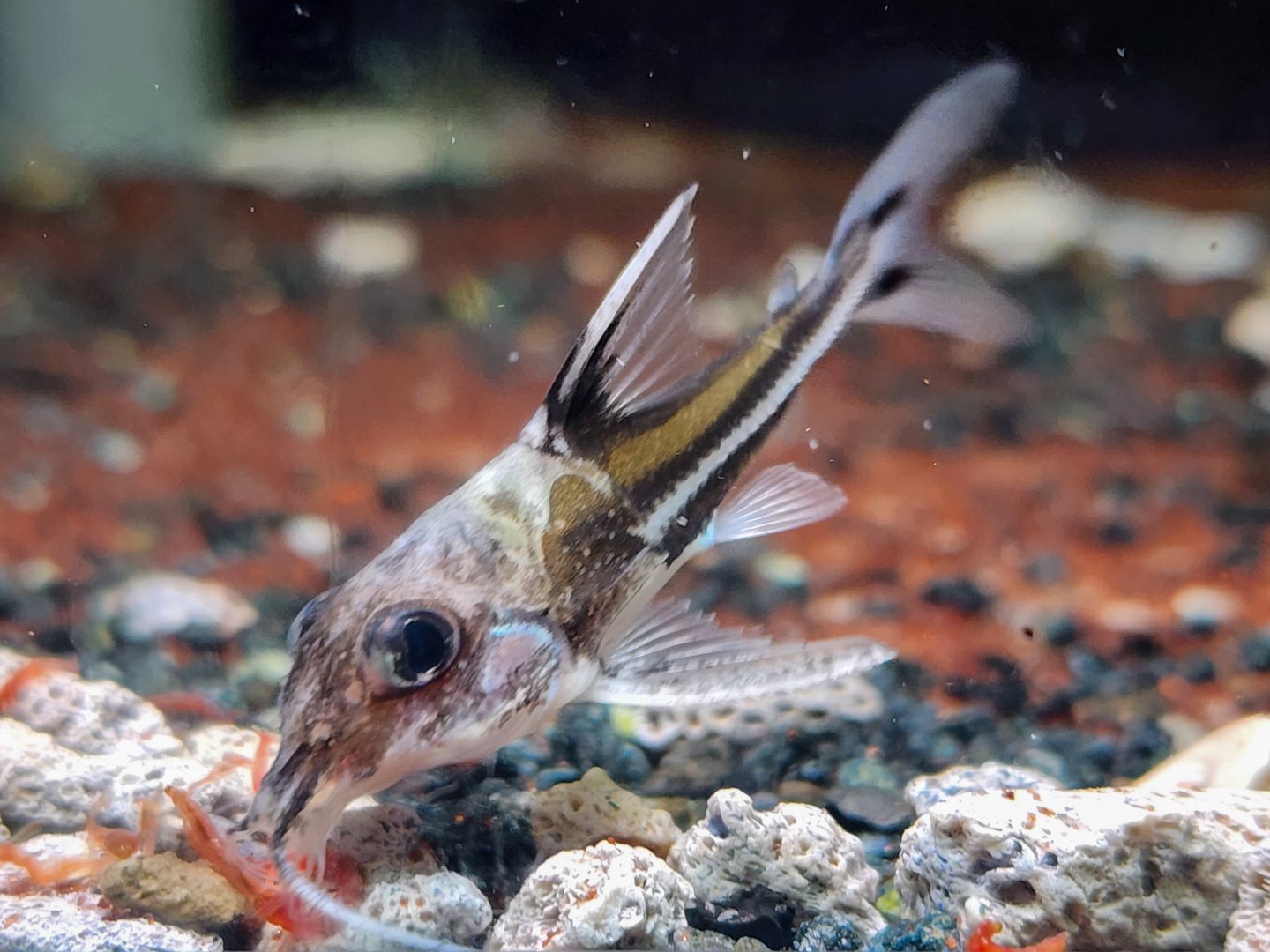 Three-spot Mouse Catfish (Tenellus trimaculatus)