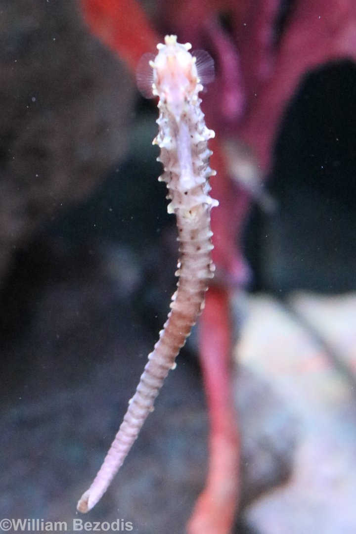 Three-spot Seahorse/Low-crowned Seahorse
