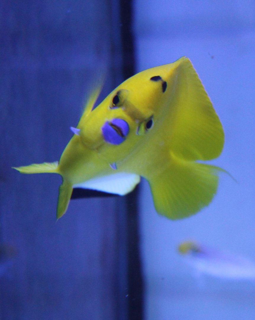 Three-spotted angelfish - Apolemichthys trimaculatus