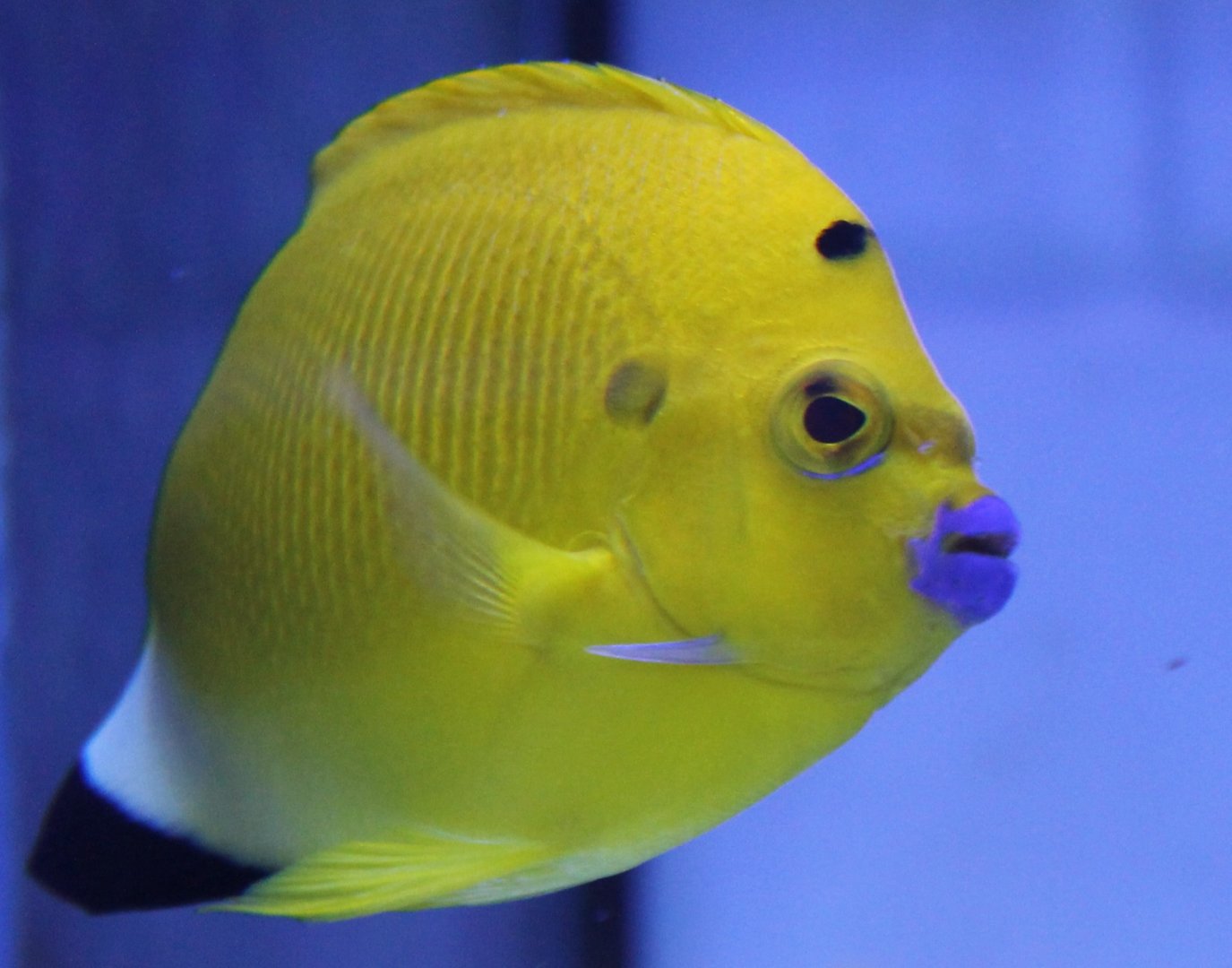 Three-spotted angelfish - Apolemichthys trimaculatus