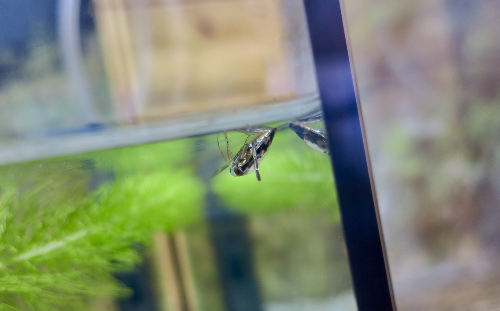 Three-Spotted Backswimmer (Notonecta triguttata)