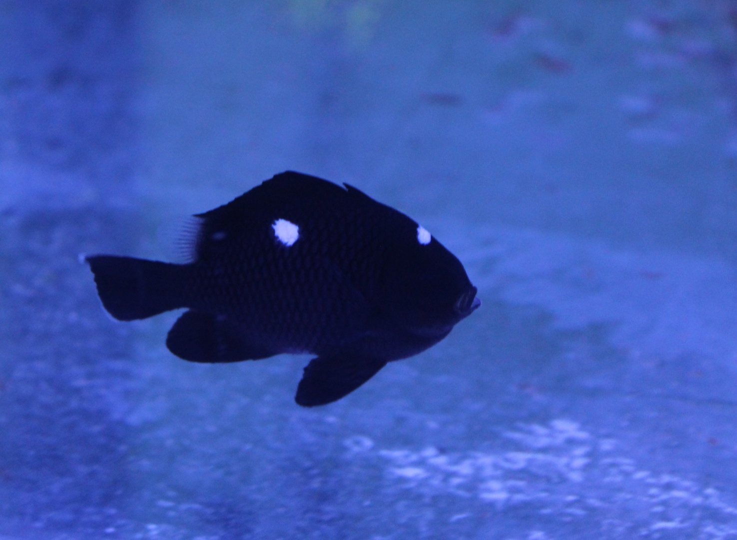 Three-spotted damselfish - Dascyllus trimaculatus