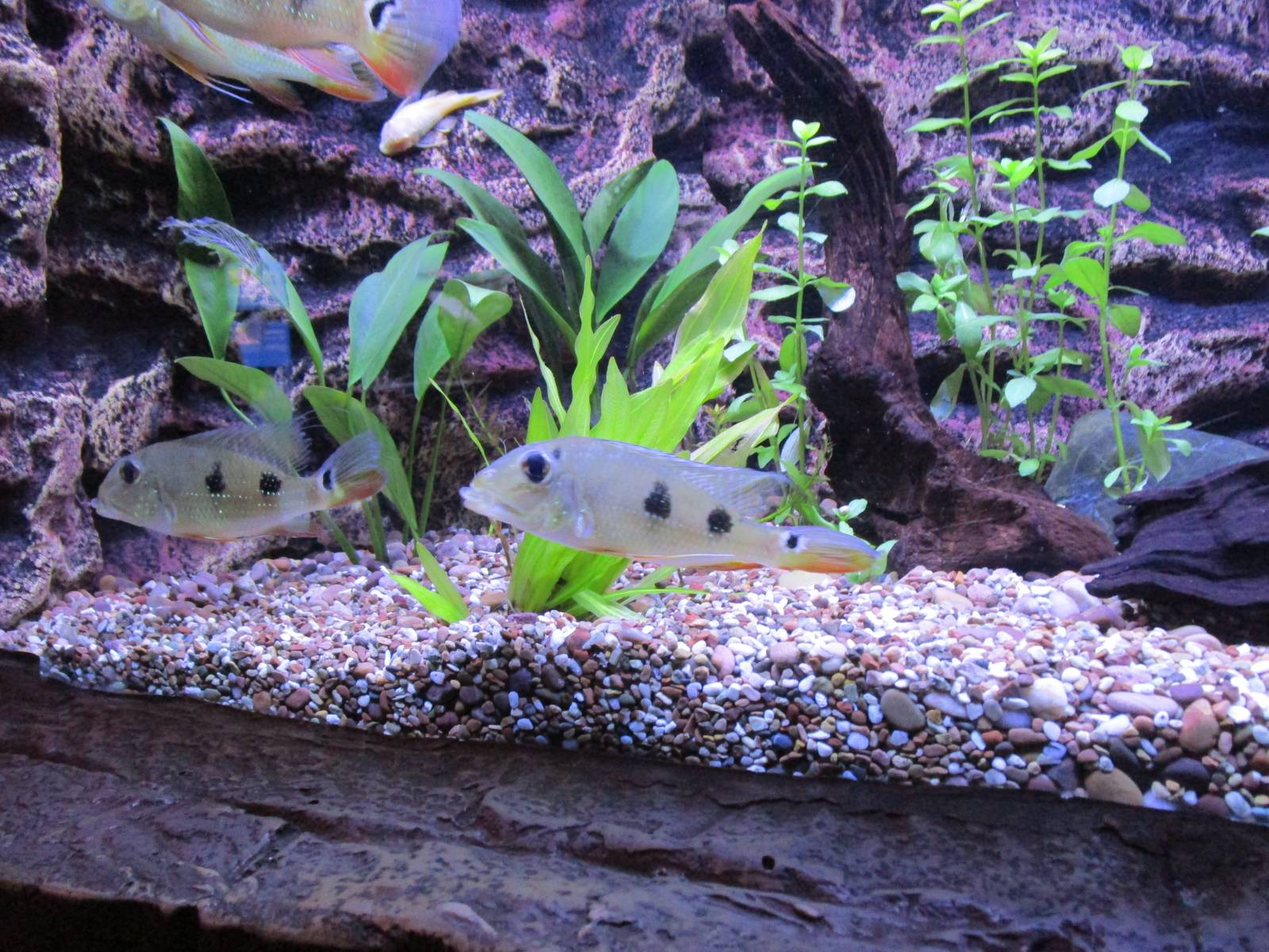 Three Spotted Eartheater