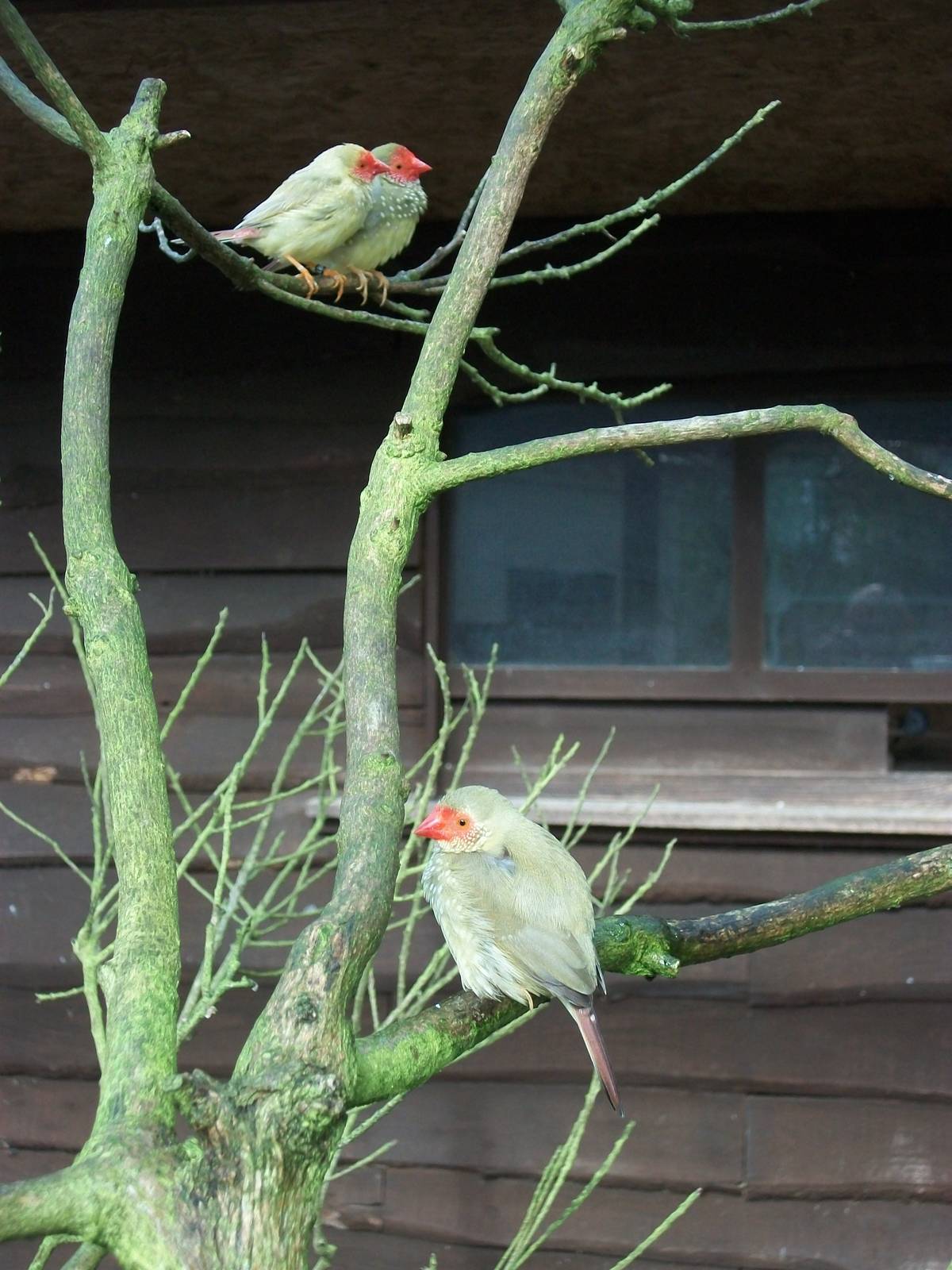 Three Star Finches in close proximity, 10th May 2014