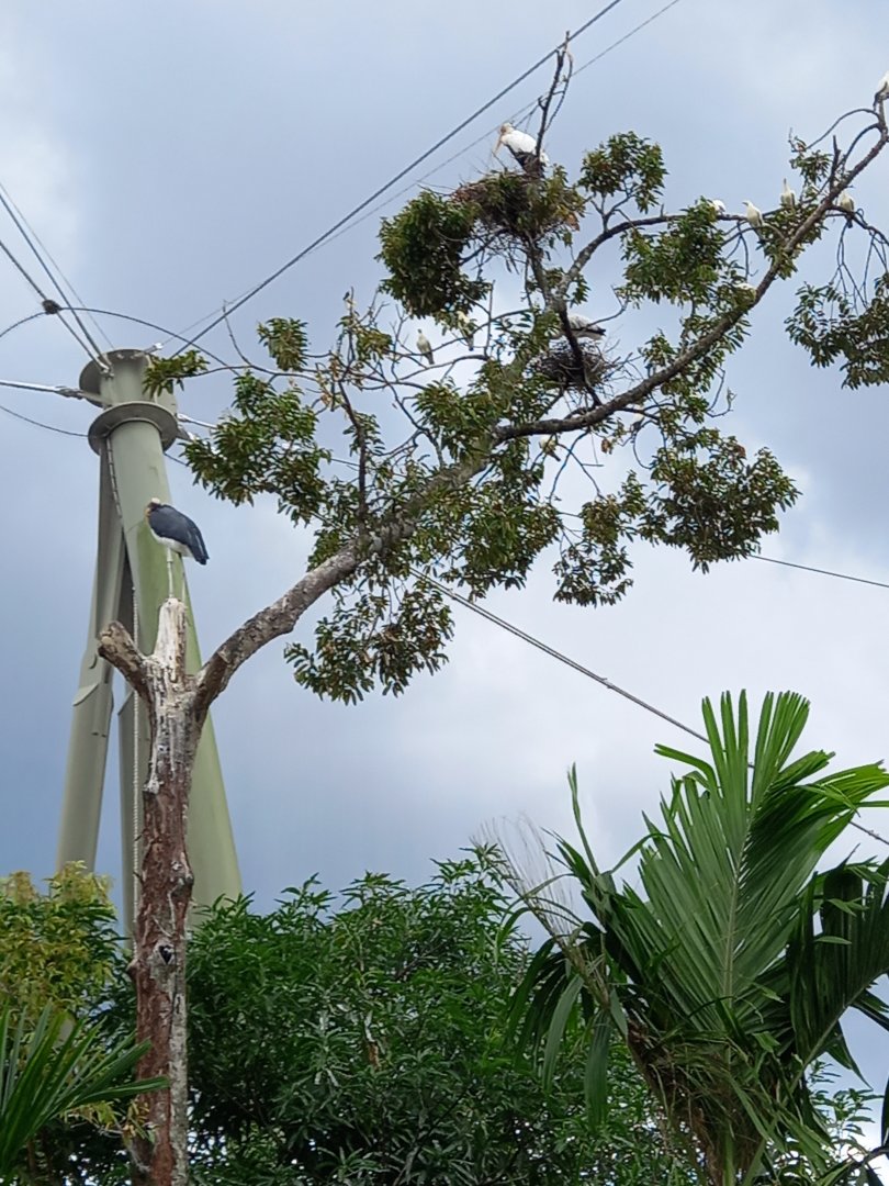 Three storks and some pigeons in one tree
