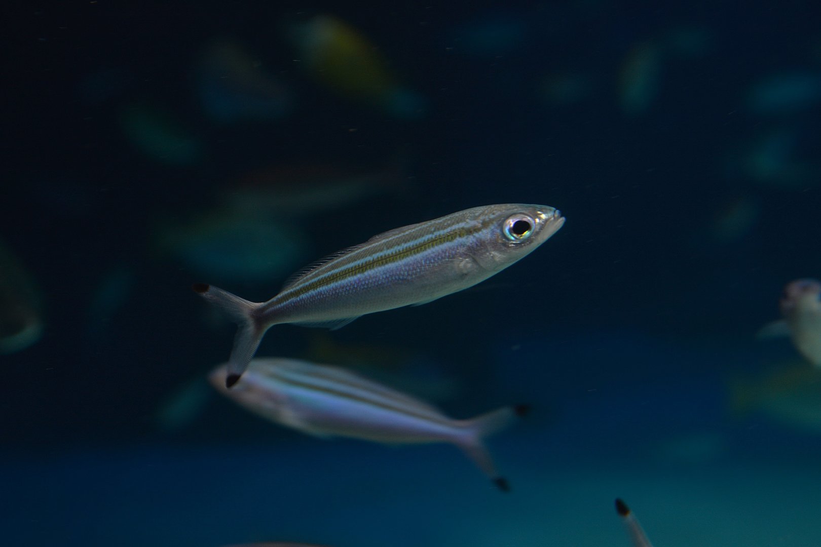 Three-stripe fusilier (Pterocaesio trilineata)