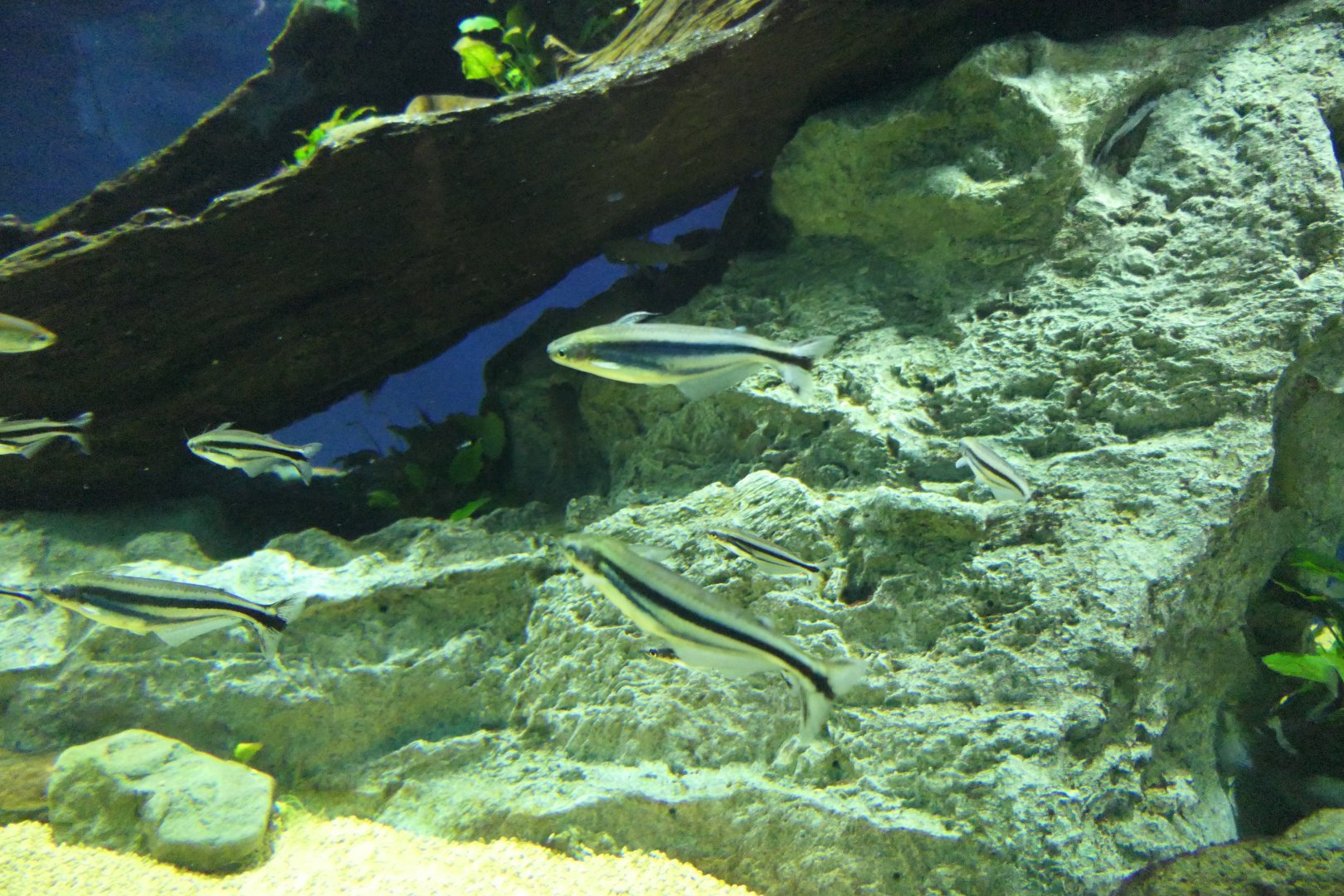 Three-striped African Glass Catfish (Pareutropius buffei)