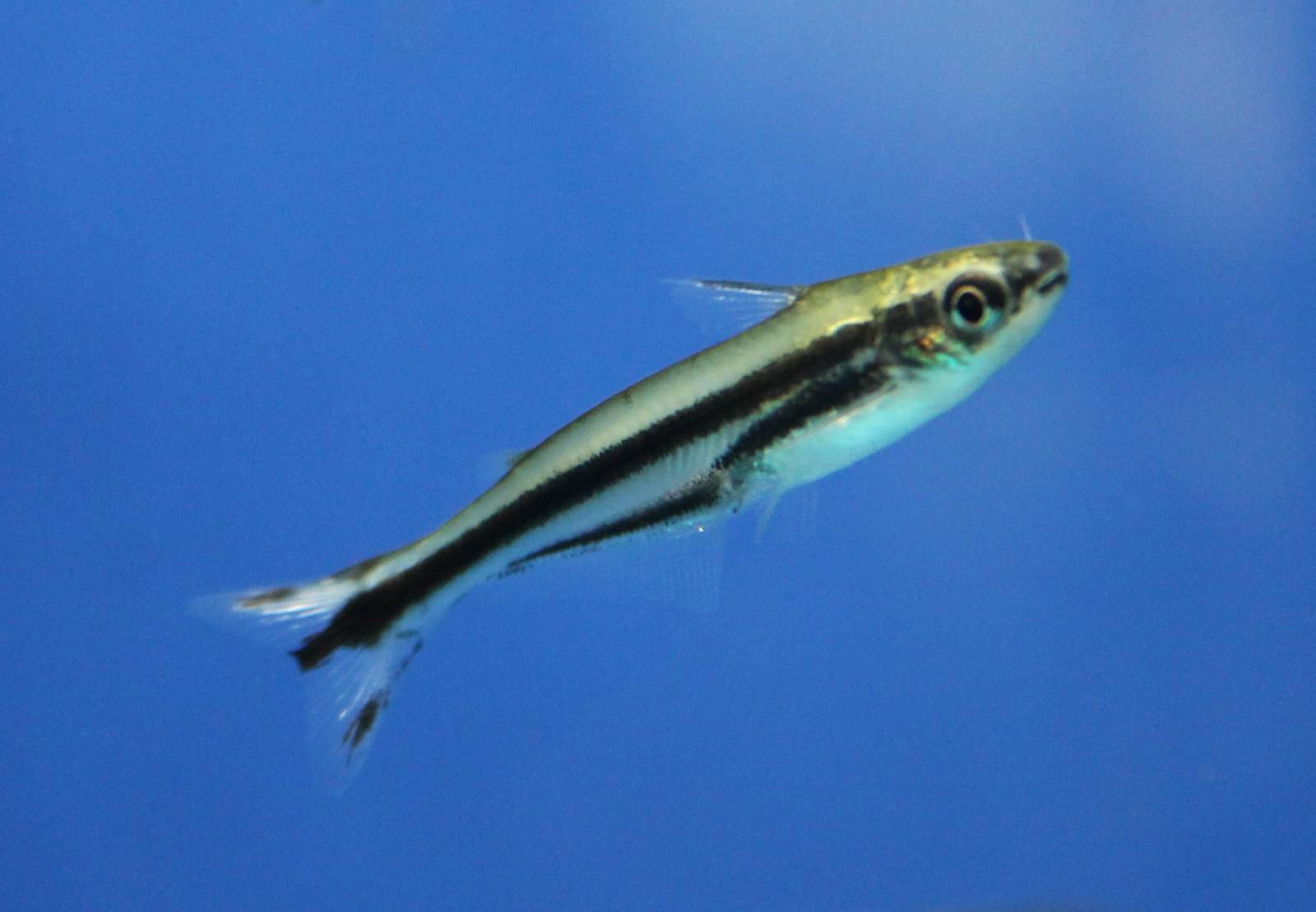 Three-striped African glass catfish