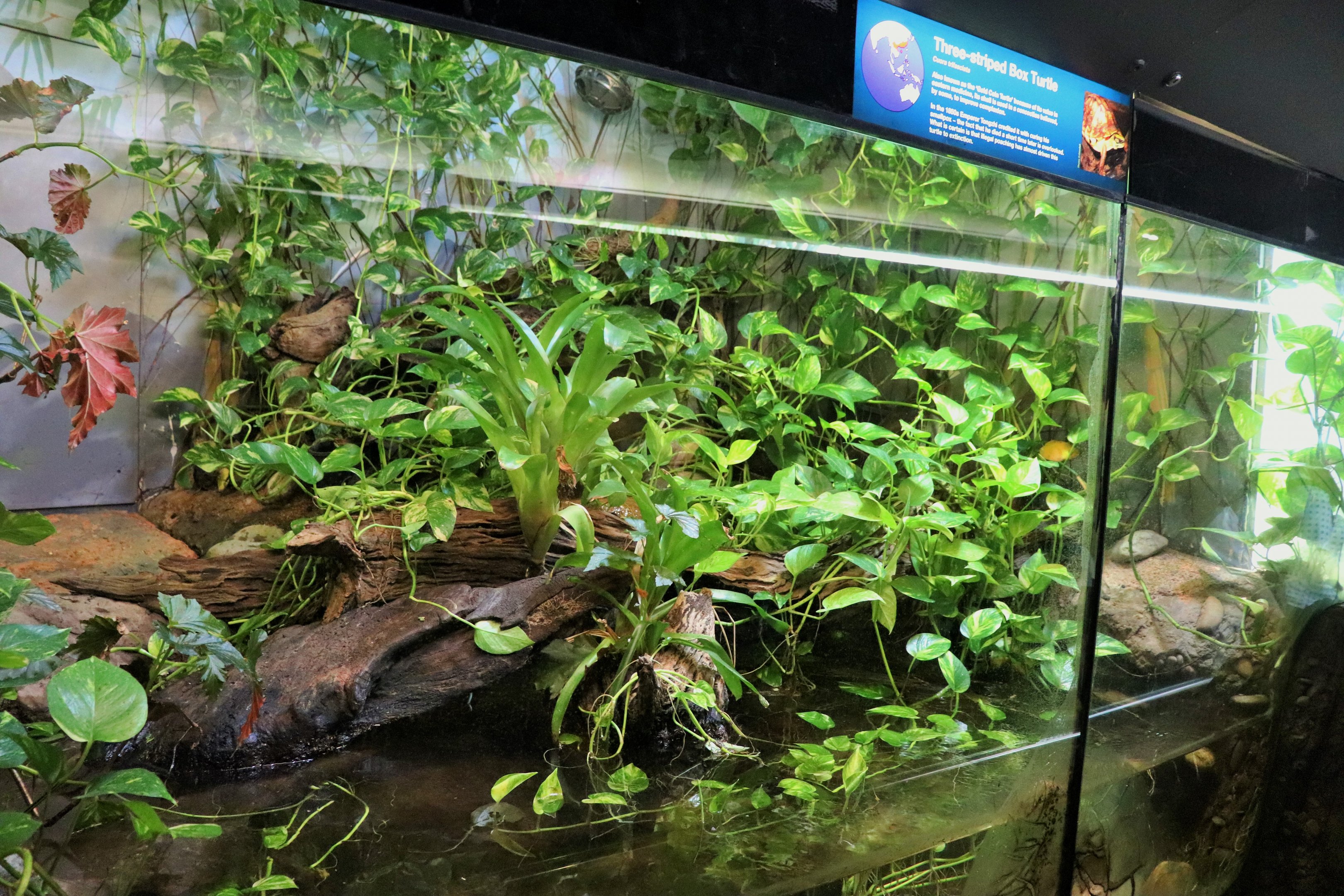 Three-striped Box Turtle Enclosure